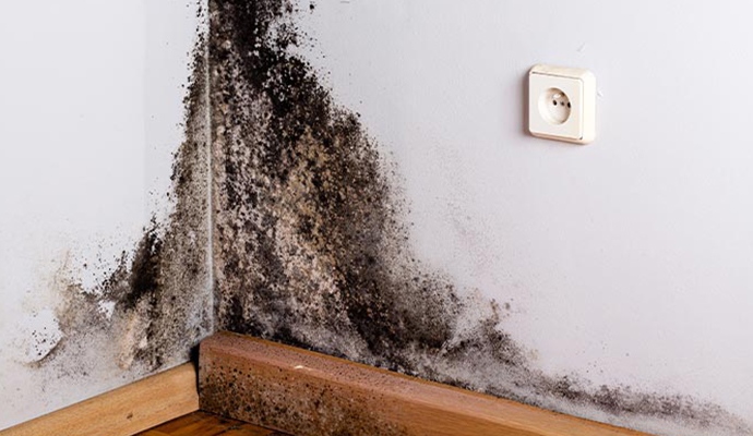 Black mold on wall corner Black mold on wall corner