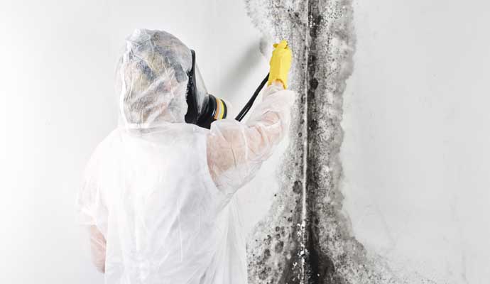 Expert mold remediation