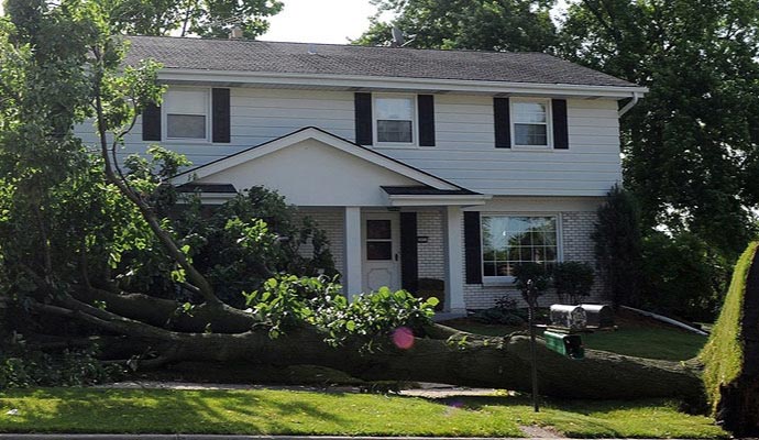 Fallen tree infront of the house Fallen tree infront of the house