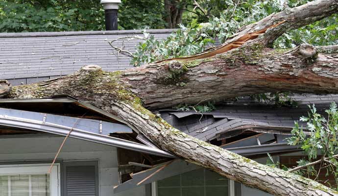 Tree fell on a house and damaged the roof