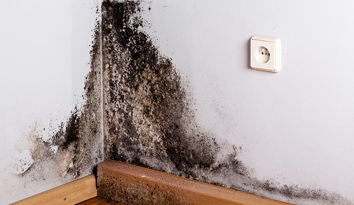 Visible mold on wall