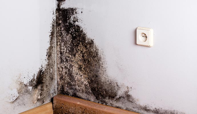 Black mold on the room corner