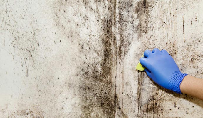 Mold remediation service