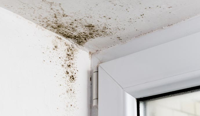 Moldy ceiling and wall 