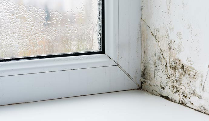 Visible mold on window corner Visible mold on window corner